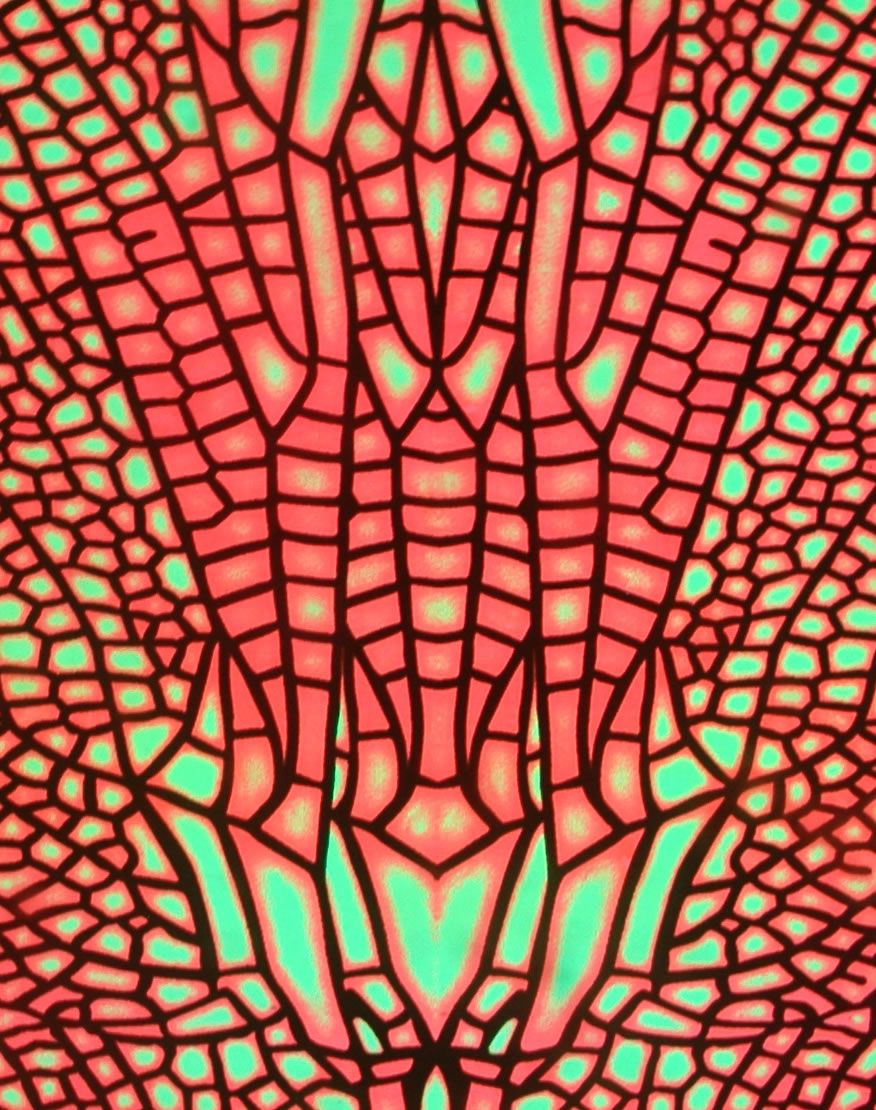 Alien Eye Pants : Fire Dragonfly - Men Pants - Space Tribe